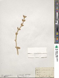 Polycarpon polycarpoides subsp. polycarpoides image