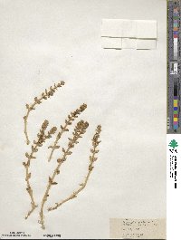 Polycarpon polycarpoides subsp. polycarpoides image