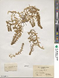 Polycarpon polycarpoides subsp. polycarpoides image