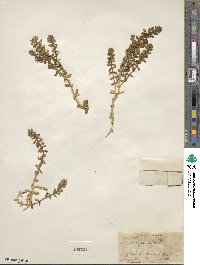 Polycarpon polycarpoides image