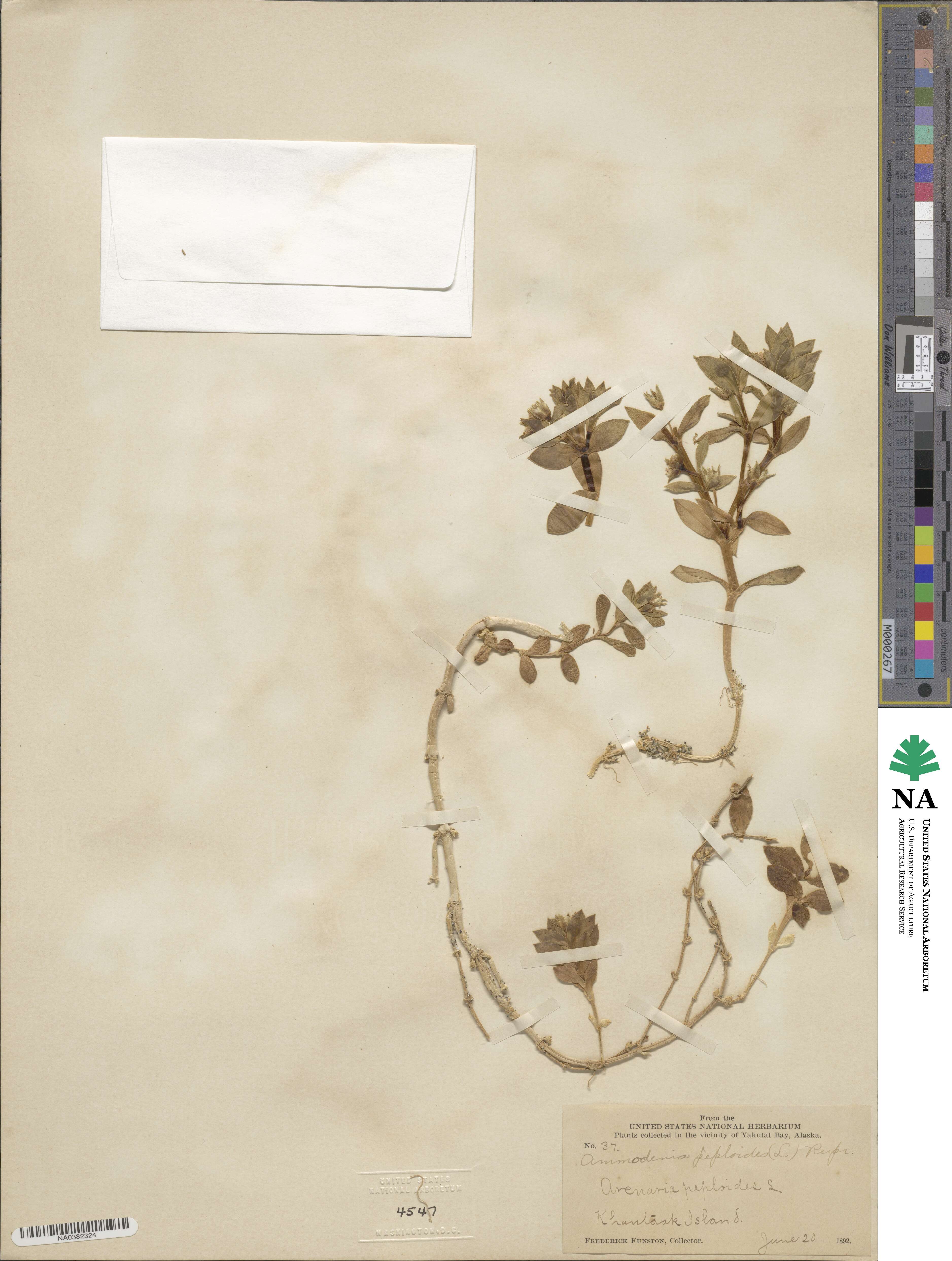 Polycarpon polycarpoides subsp. polycarpoides image