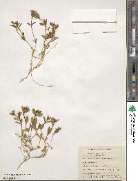 Honckenya peploides subsp. diffusa image