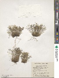 Sabulina rubella image