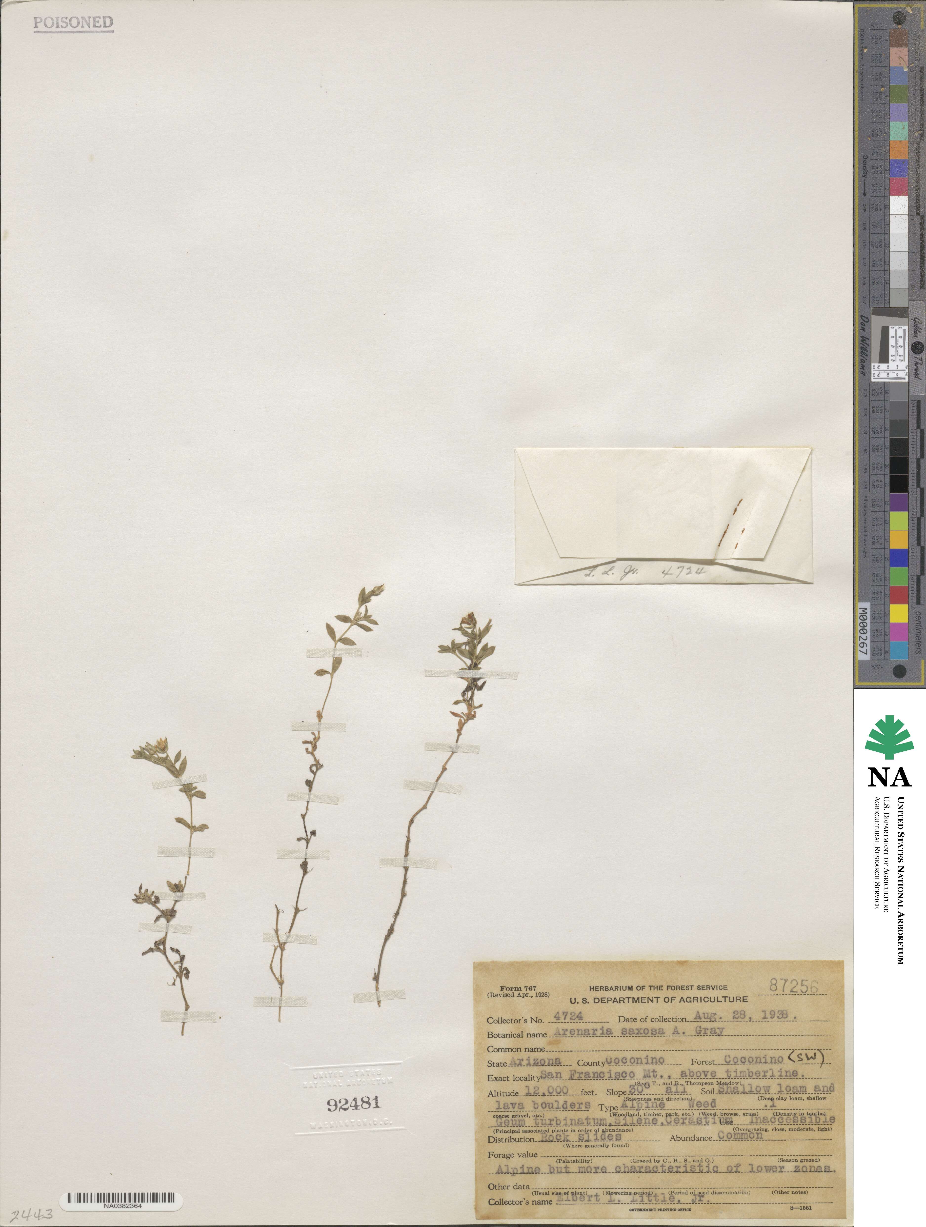 Arenaria lanuginosa image