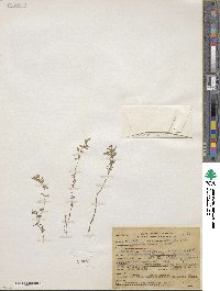 Arenaria lanuginosa var. saxosa image