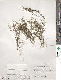 Arenaria serpyllifolia image