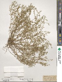 Arenaria serpyllifolia image