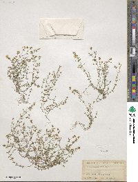 Arenaria serpyllifolia image