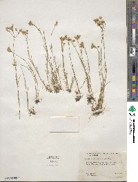 Eremogone kingii var. glabrescens image