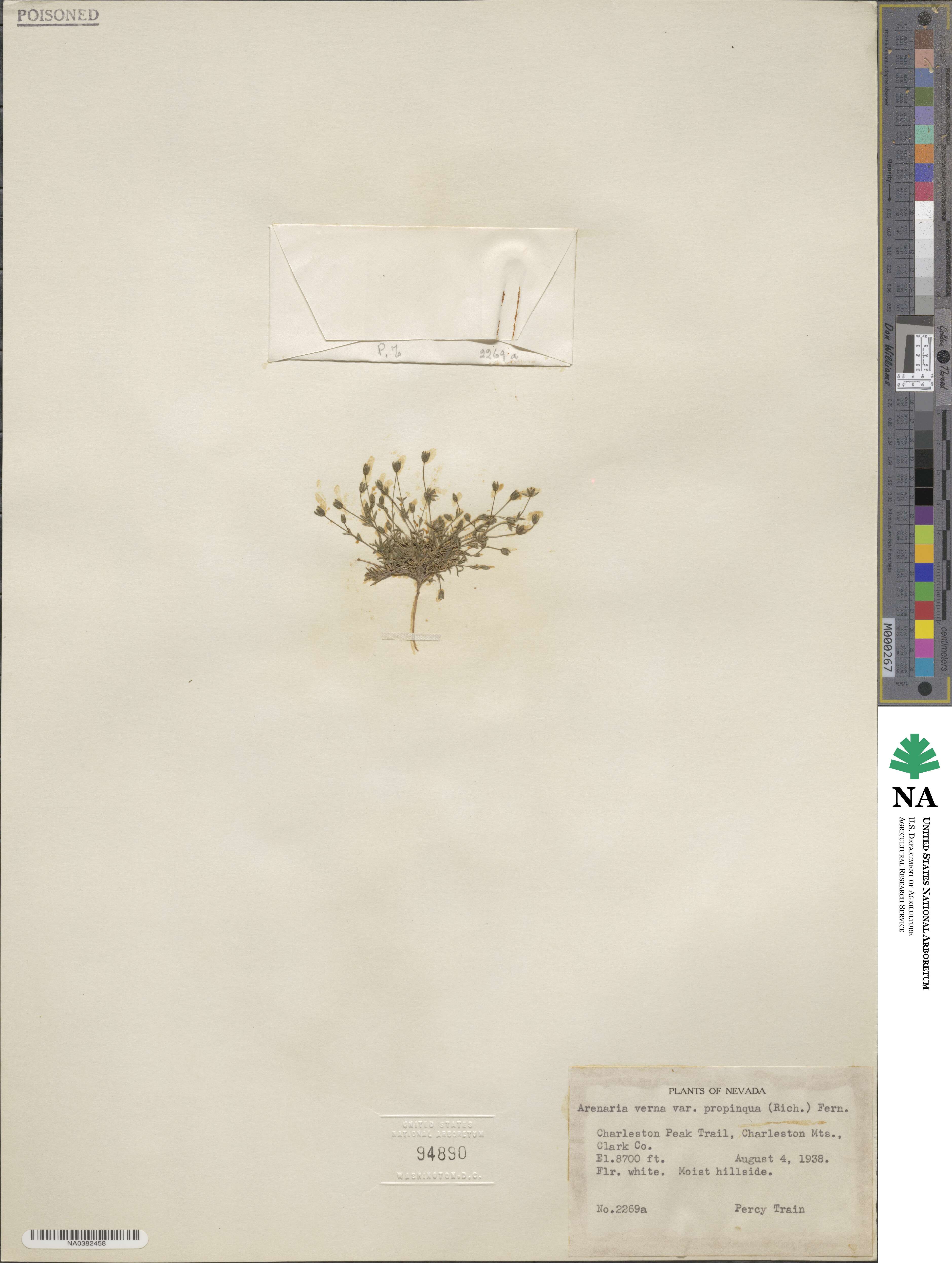 Sabulina rubella image