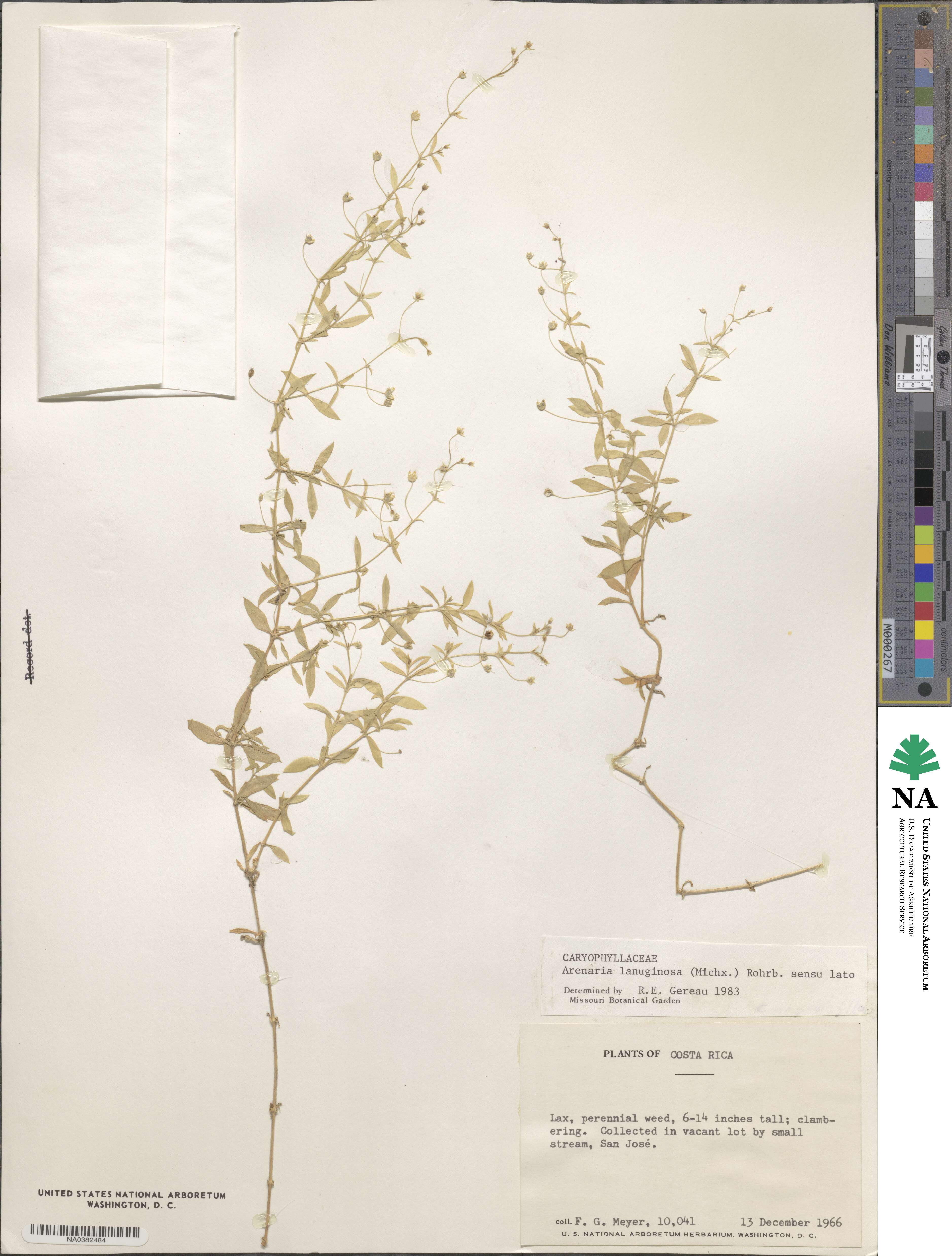 Arenaria lanuginosa image