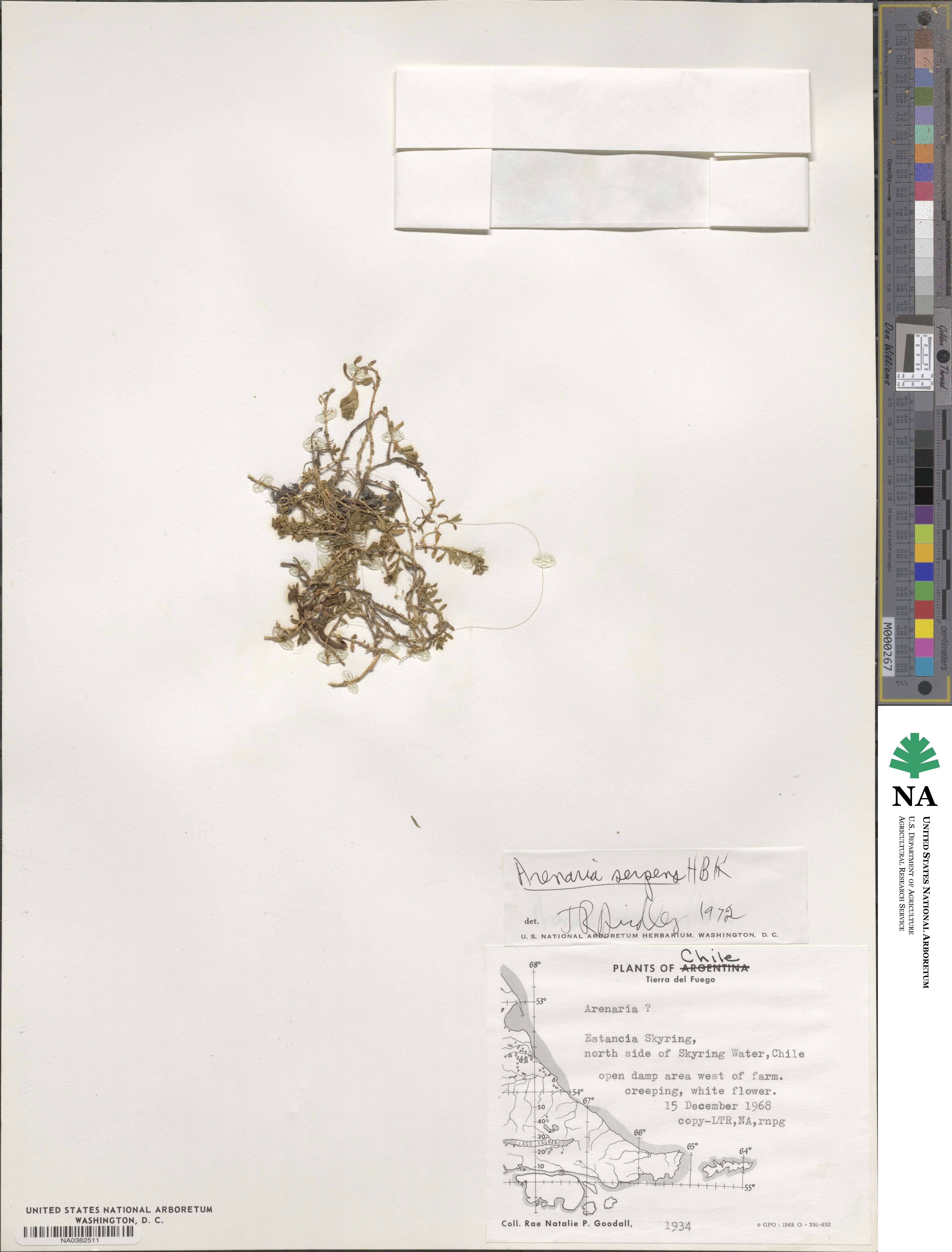 Arenaria serpens image