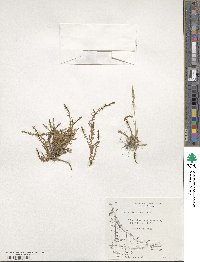 Arenaria serpens image