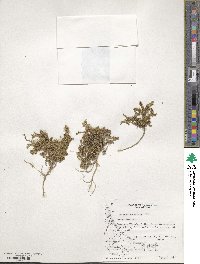 Arenaria serpens image