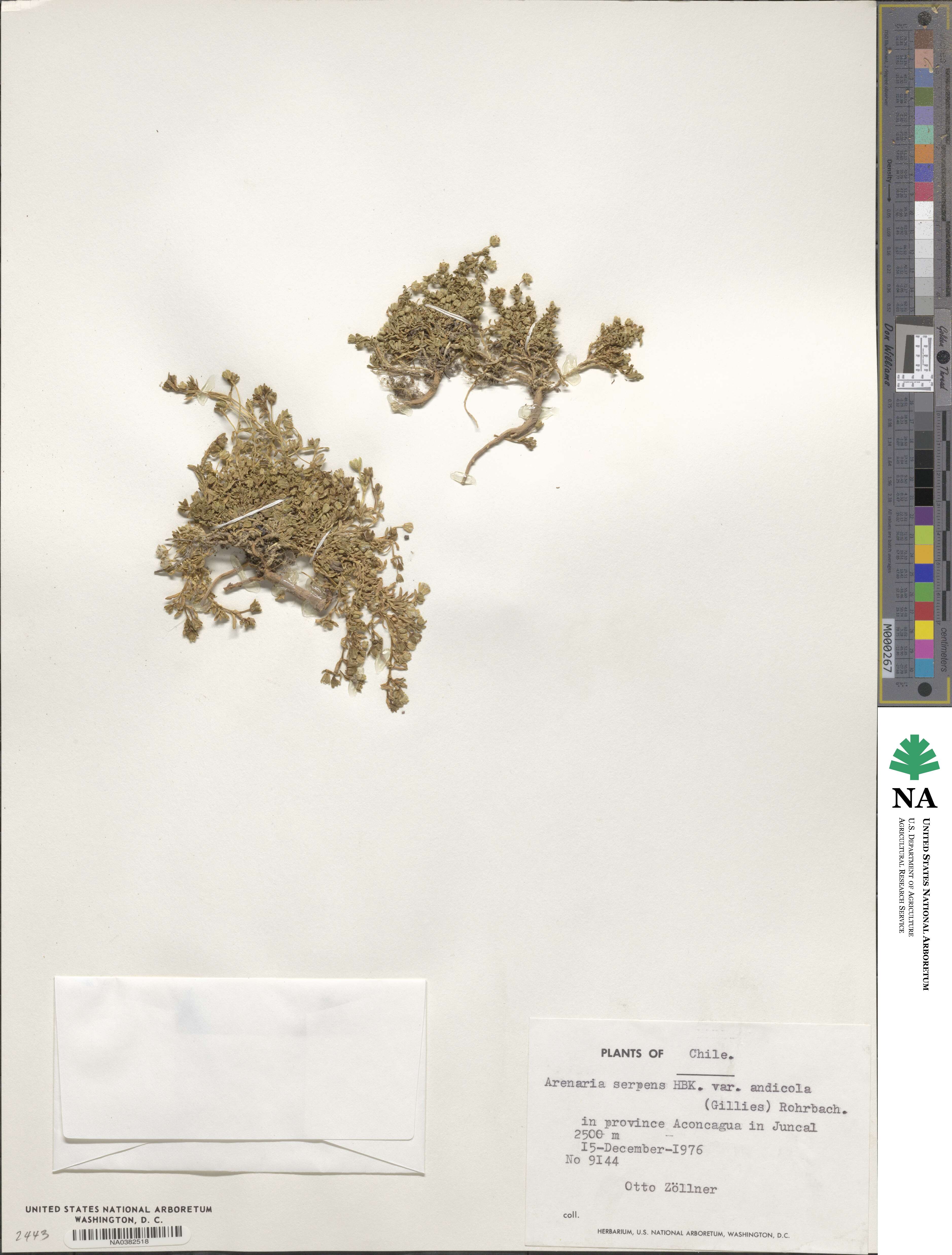 Arenaria serpens image