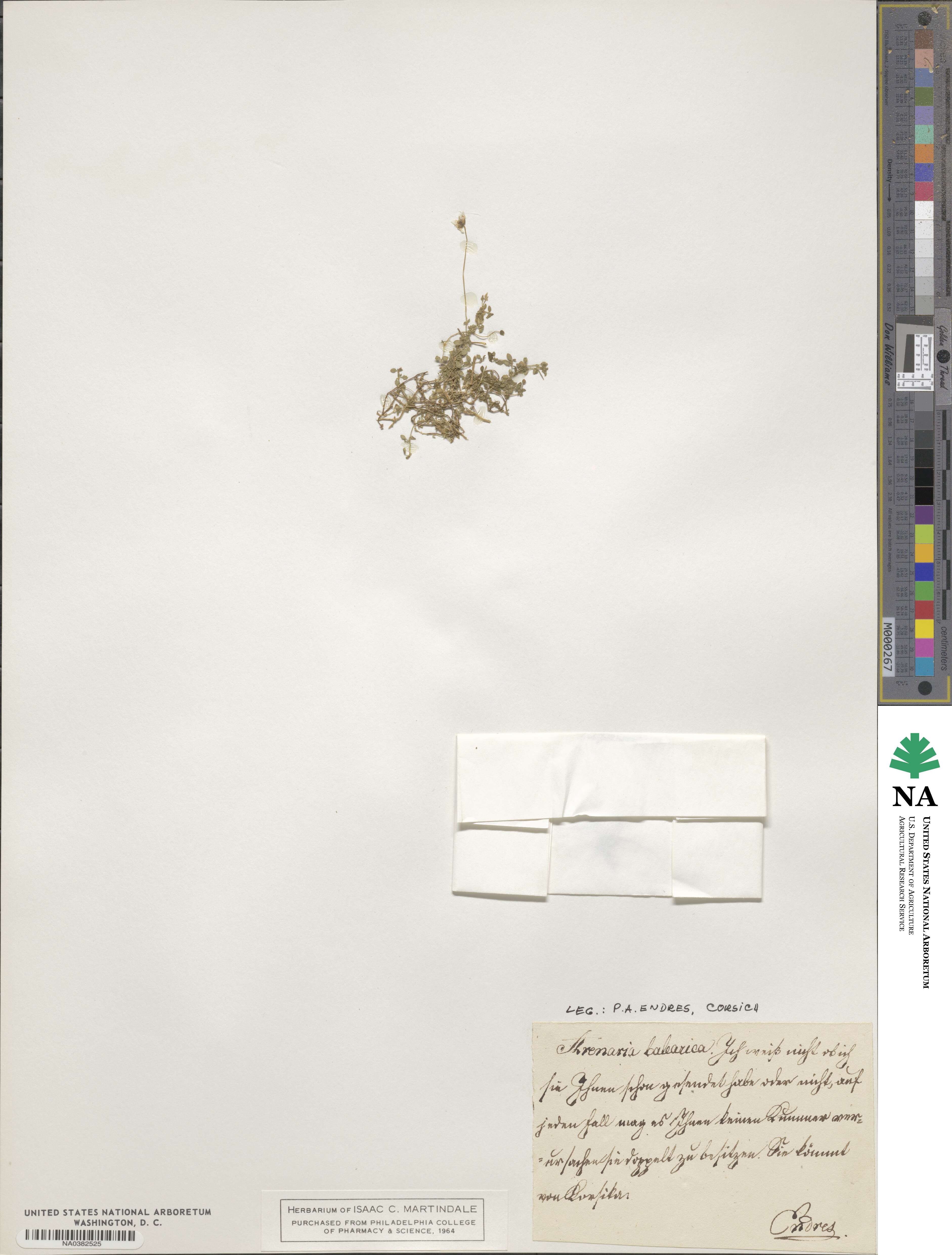 Arenaria balearica image