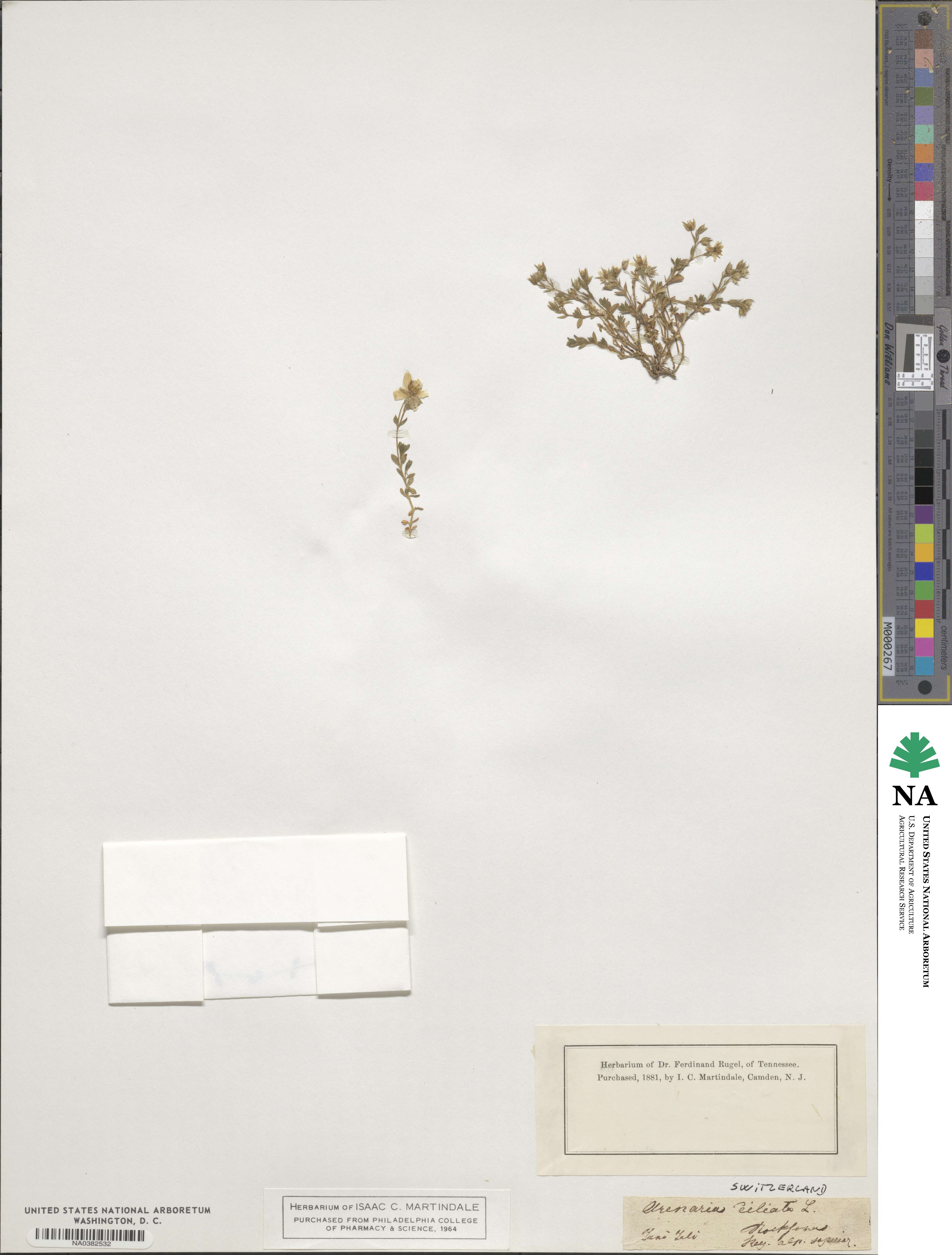 Arenaria ciliata image