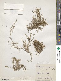 Image of Arenaria grandiflora