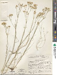 Image of Arenaria longifolia