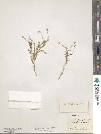 Arenaria grandiflora image