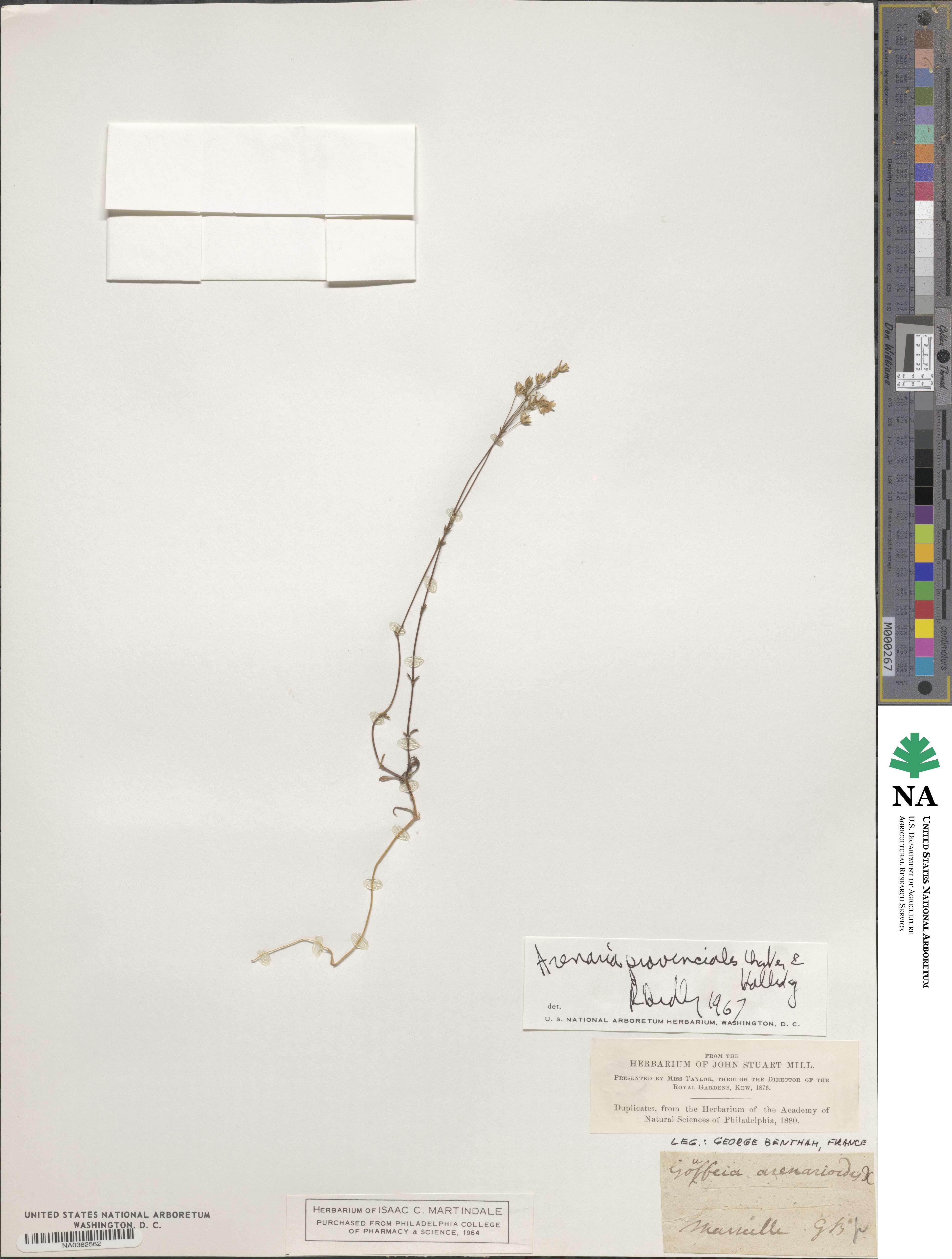Arenaria provincialis image