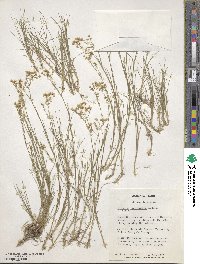 Image of Arenaria graminifolia