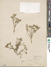 Arenaria laricifolia image