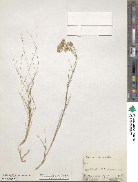 Arenaria longifolia image