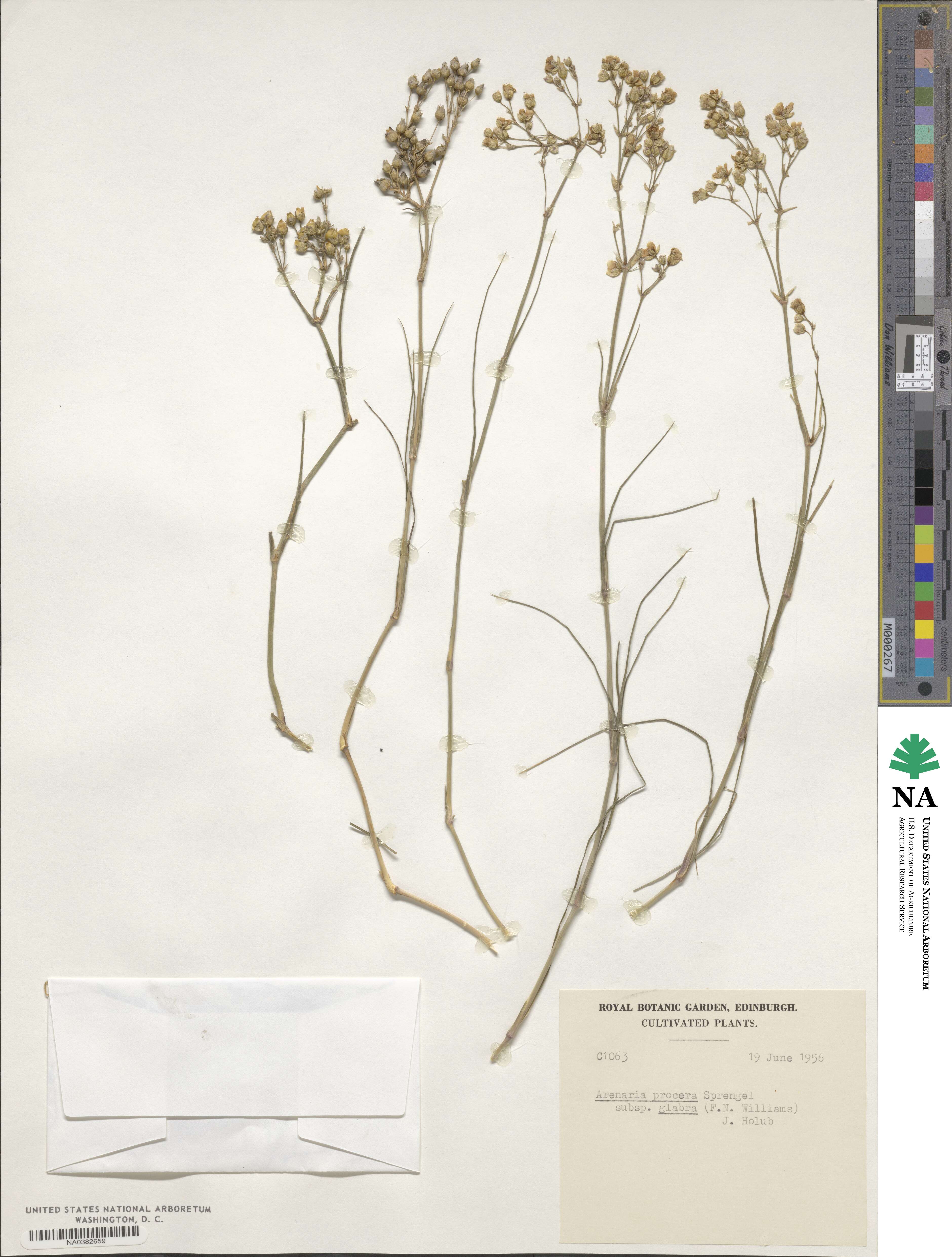 Arenaria procera subsp. glabra image