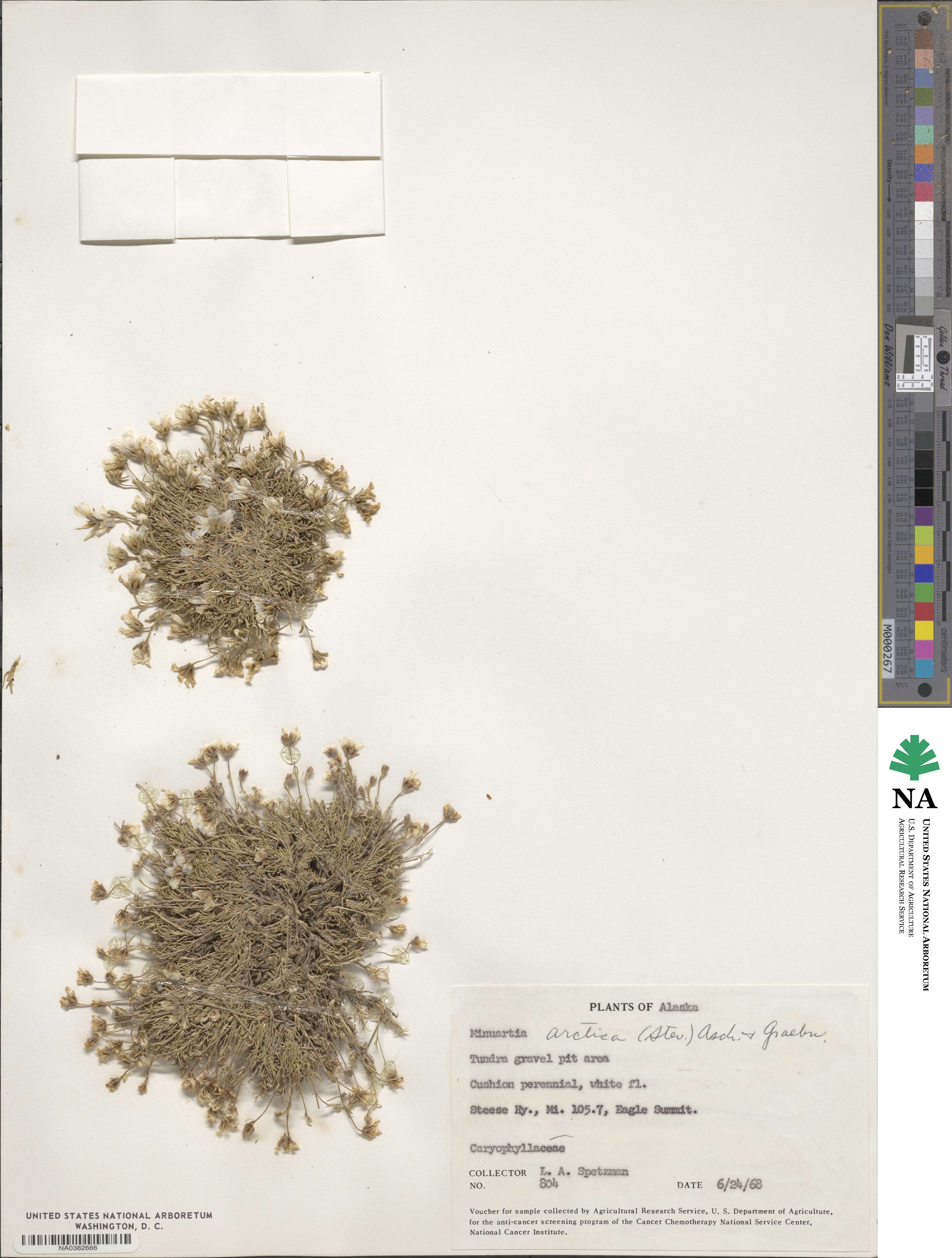 Cherleria arctica image