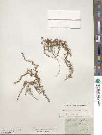 Cherleria biflora image