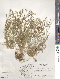 Cherleria garckeana image