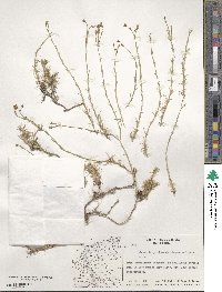 Cherleria garckeana image