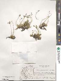 Cherleria garckeana image