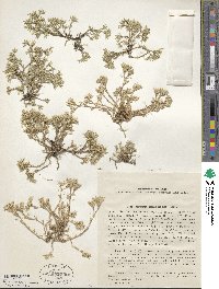 Minuartia glomerata image