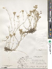 Minuartia glomerata subsp. macedonica image