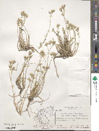 Minuartia glomerata subsp. macedonica image