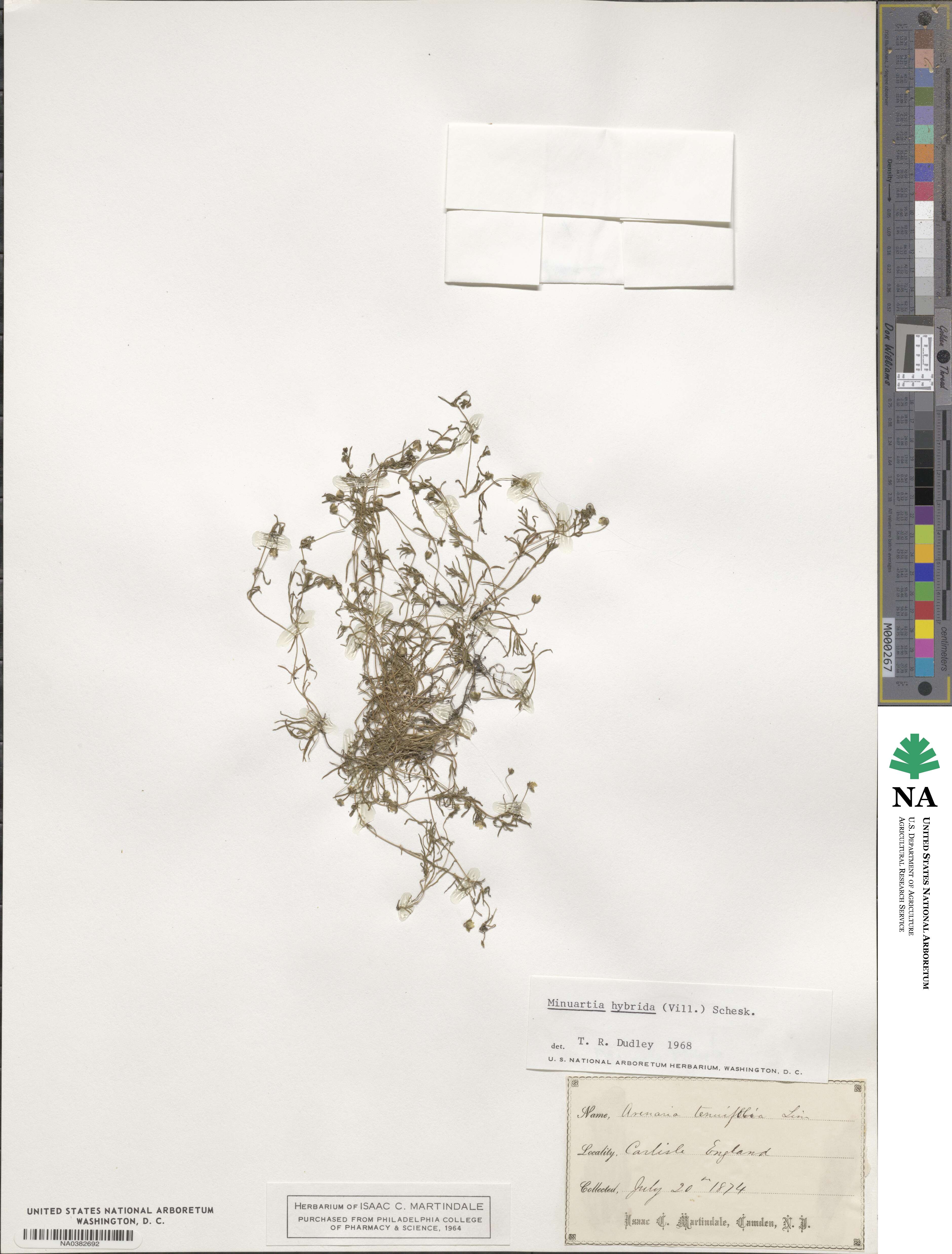 Sabulina tenuifolia subsp. hybrida image