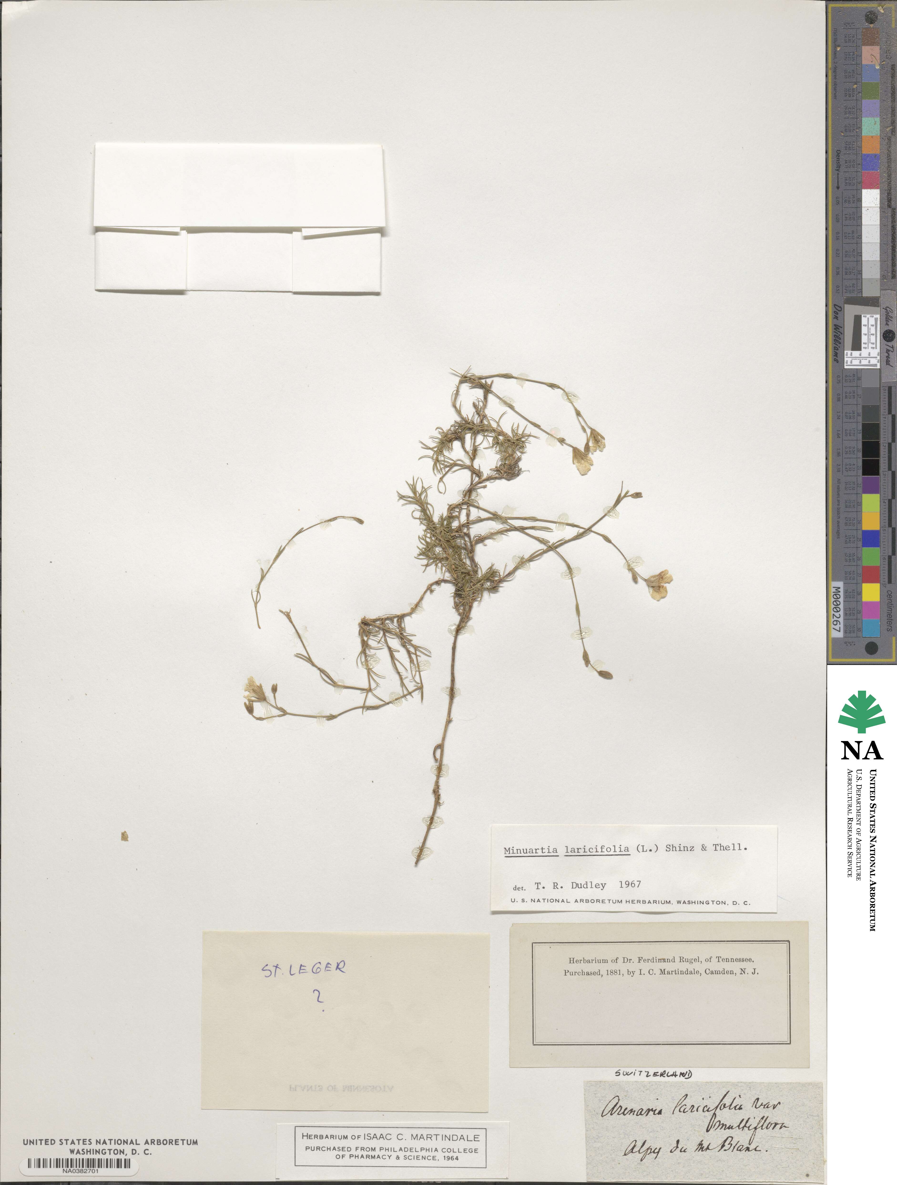 Cherleria laricifolia subsp. laricifolia image