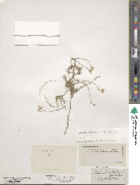 Cherleria laricifolia image