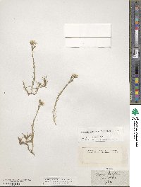 Cherleria laricifolia image