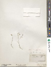 Minuartia mutabilis image