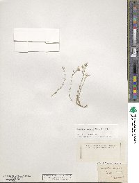 Minuartia mutabilis image