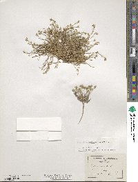 Minuartia mutabilis image