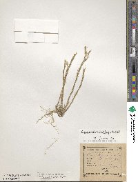 Minuartia mucronata image