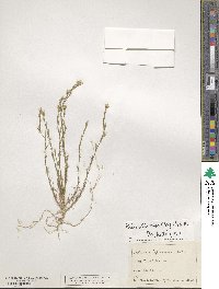 Minuartia mucronata image