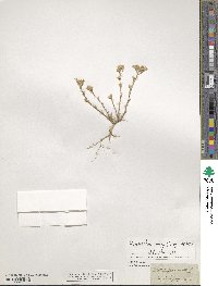 Minuartia mucronata image