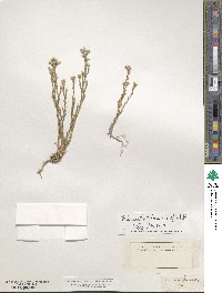 Minuartia mucronata image