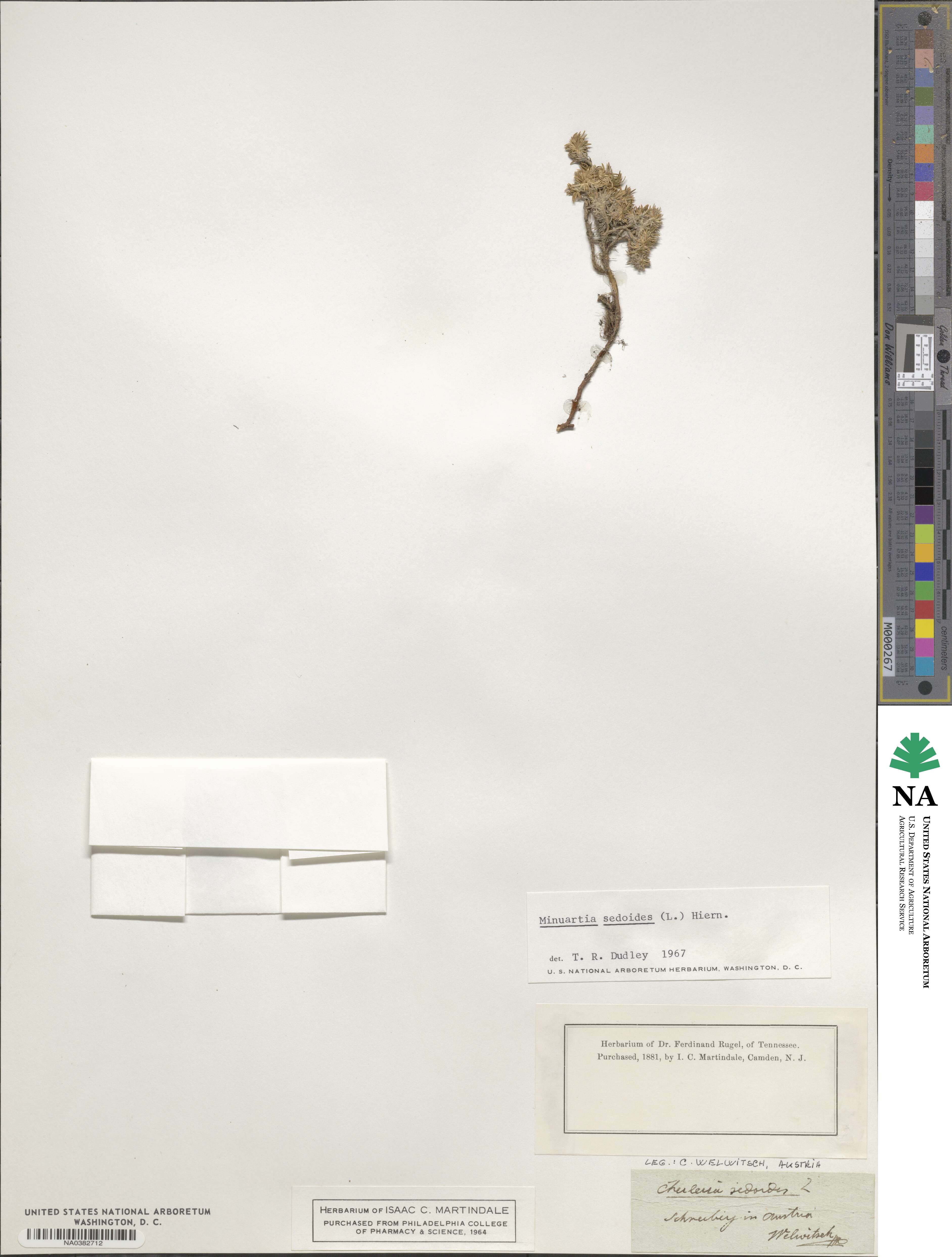 Cherleria sedoides image