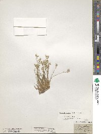 Minuartia setacea image